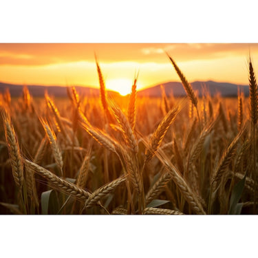 Tableau Coucher De Soleil Champ